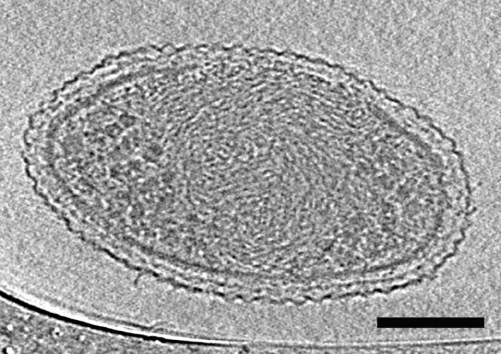 First detailed evidence of bacteria at the lower size limit of life First detailed evidence of bacteria at the lower size limit of life